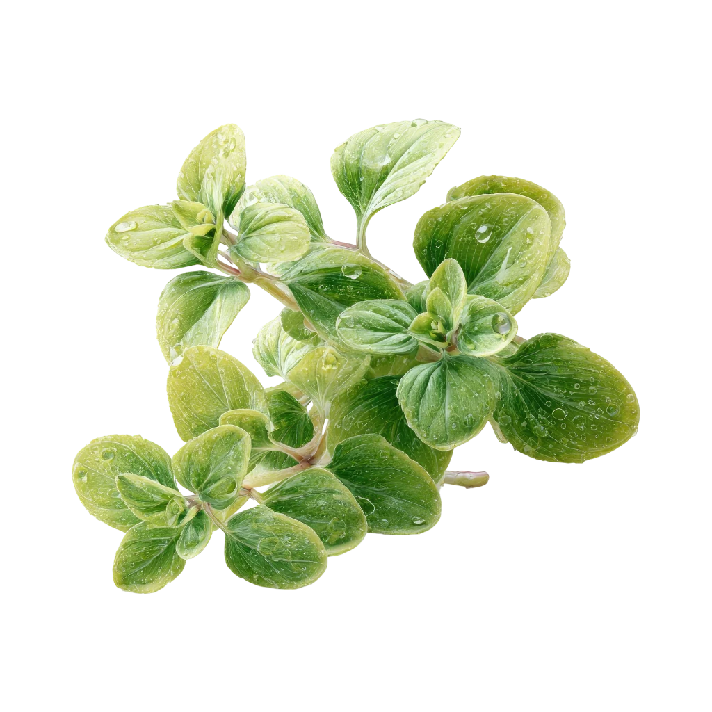 Oregano